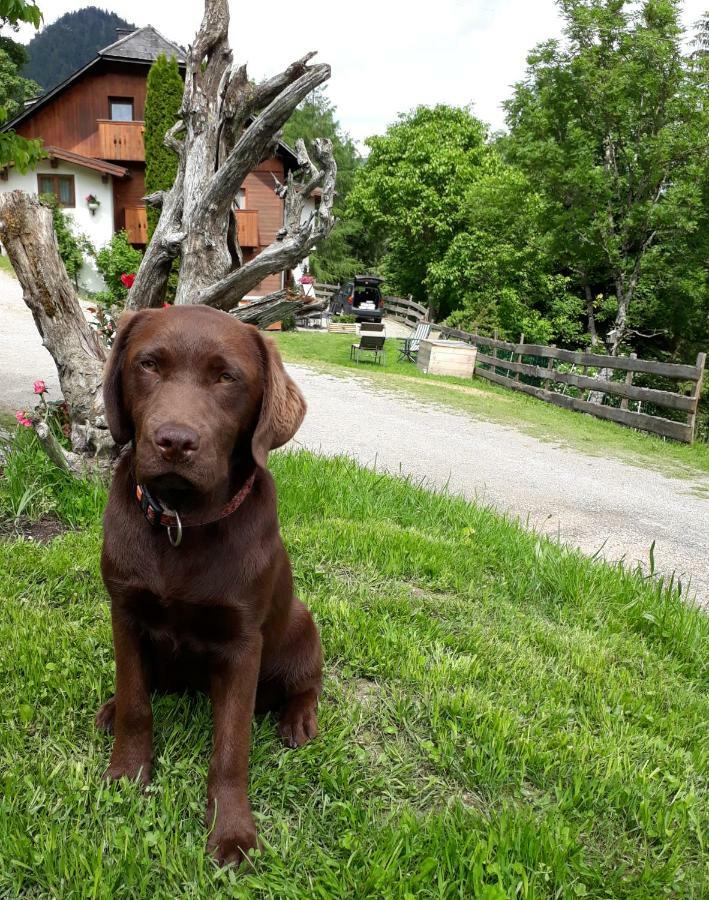 Stallhaeusl Schladming Zewnętrze zdjęcie